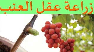 زراعة العنب من العقل في المنزل