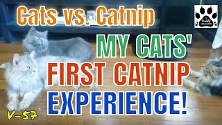 CATS VS CATNIP! l My Cats' First Catnip Experience l V-57 by THE PAWS COLLECTOR 99 views 2 years ago 12 minutes, 19 seconds