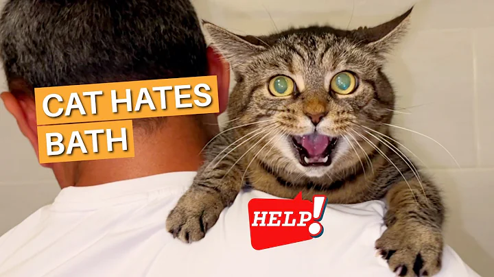 Video 11042671: cat hates bath, cat bath fail, cats catlife, lovely cats reactions
