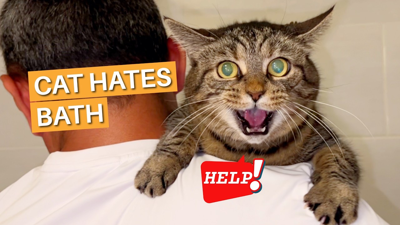 Cat HATES Bath Time! 😹 You Won’t Believe Her Escape Attempts!  