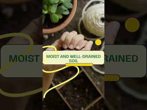 וִידֵאוֹ: גידול קקטוס כתר: כיצד לטפל בצמחי קקטוס כתר