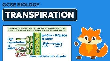 Transpiration Stream - GCSE Biology