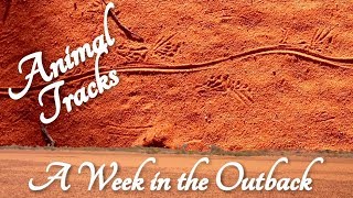 ASMR Reading Animal Tracks on Dunes (Week in the Outback) screenshot 1