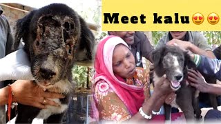 Meet kalu?? | who never gave up | Dog transformation video