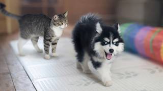 Husky Teaches Pomsky Puppy to Play Like a Grown-Up! Kitten Defends His Territory screenshot 4