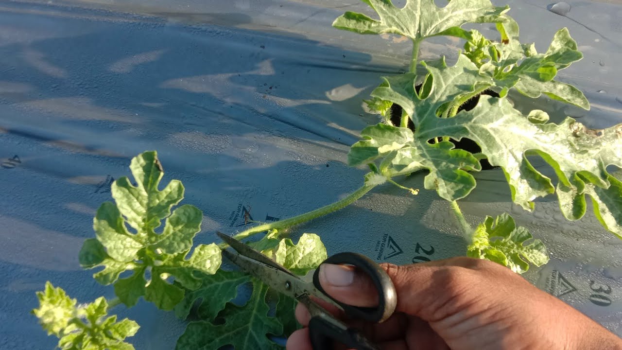 Cara Toping Batang Utama Pada Tanaman Semangka