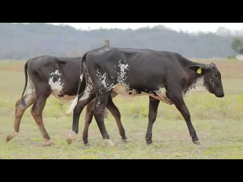 LOTE 35A BOLHA FIV CAL 3358CX    35B BENTA FIV CAL 4437CU