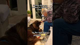 Grandma Barb says goodbye to Chewy in the funniest way possible #dog #newf #newfoundlanddog