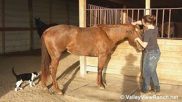 Titanium Topsy*Metallic Cat mare!!!***For info, price, etc., go to our website***ValleyViewRanch.net