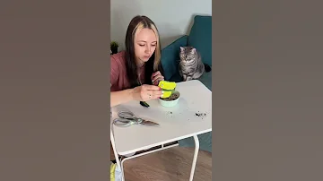Сажаем траву для котика