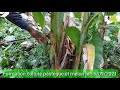 Plus de 3500 pieds de bananiers plantains sur un hectare