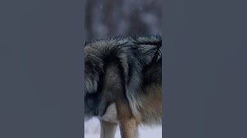 Little Snowflake | Kids Songs | Super Simple Songs