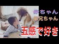 ＃76【お互いを五感で感じ合う赤ちゃんと柴犬♩comedy♩】お互いの存在が大好き／匂いも大好き／逆にご馳走😂／見つめ合う二人／comedy show♩