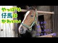 人懐っこい‼︎やっぱり仔馬はかわいい (3ヵ月経って少し大きくなりました編)【癒されます】
