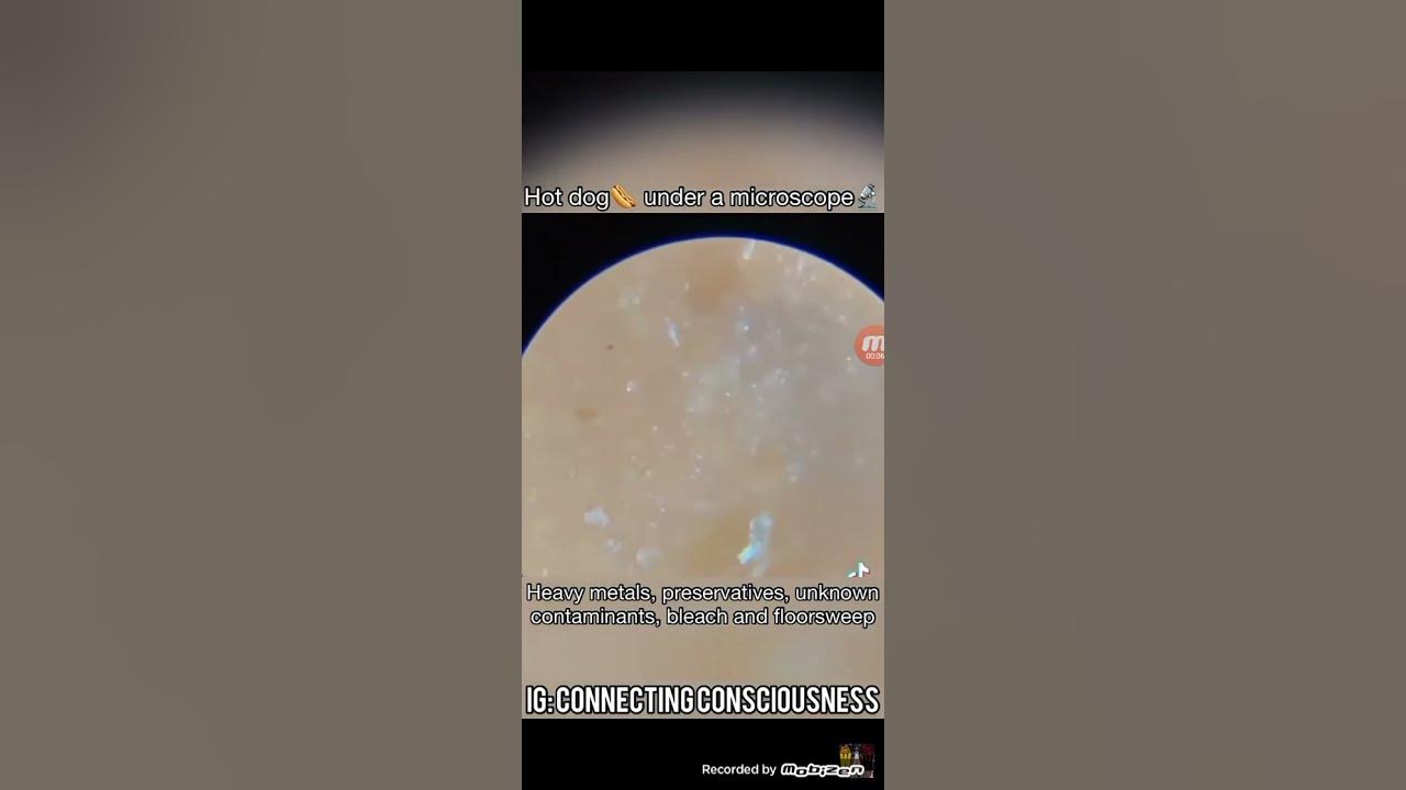 Hot Dogs under a Microscope👀🕵🏽 YouTube