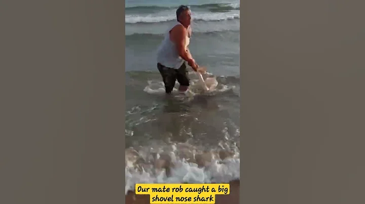 A big shovel nose shark caught in the beach with fishing Rod #shorts @joeve