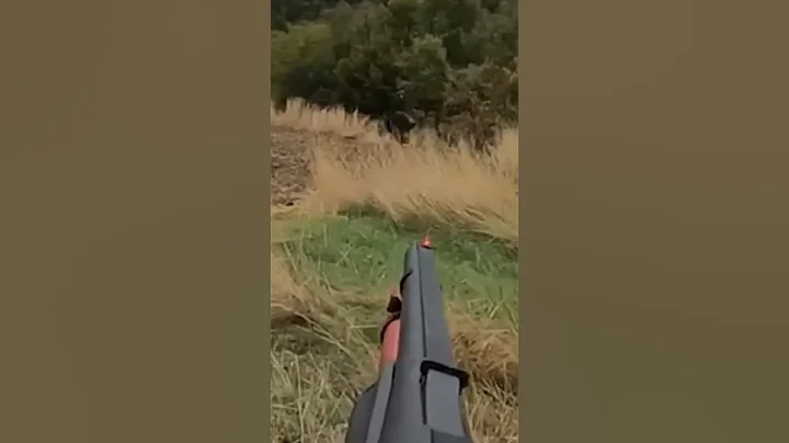 охота на кабана с точным выстрелом 🐗 #cinghiale #chasse #wildboar #охота #дикий кабан#hunting