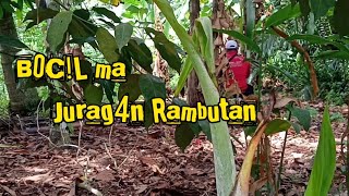 B0Cl Ma Jurag4N Rambutan Ena Enak4N