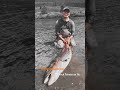Giant #taimen on 9wt fly rod        #fishing #trout #flyfishing #troutfishing #fishingtrip