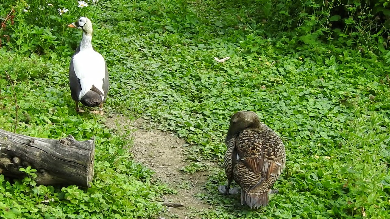 ホンケワタガモとメガネケワタガモ European Eider Duck Spectacled Eider 18 0607 Youtube ホンケワタガモとメガネケワタガモ European Eider Duck Spectacled Eider 18 0607 Youtube