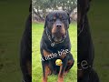 Rottweiler has a little m bite? #rottweiler #dog #dogs #doglife #dogshorts