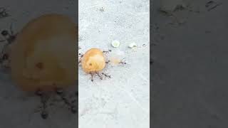 AntMotivation #HardWork #InspirationalVideo #AnimalShorts #ChintiAurMatar