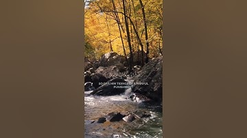 تلاوة من سورة لقمان ☘️بصوت القارئ الشيخ ياسر الدوسري☘️