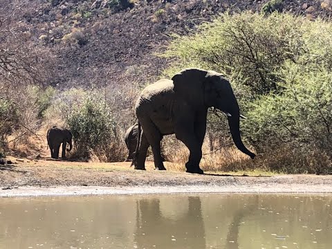 Video: Sprievodca po Kgalagadi Transfrontier Park v Južnej Afrike