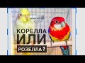 Два Яши. Попугай корелла и попугай розелла