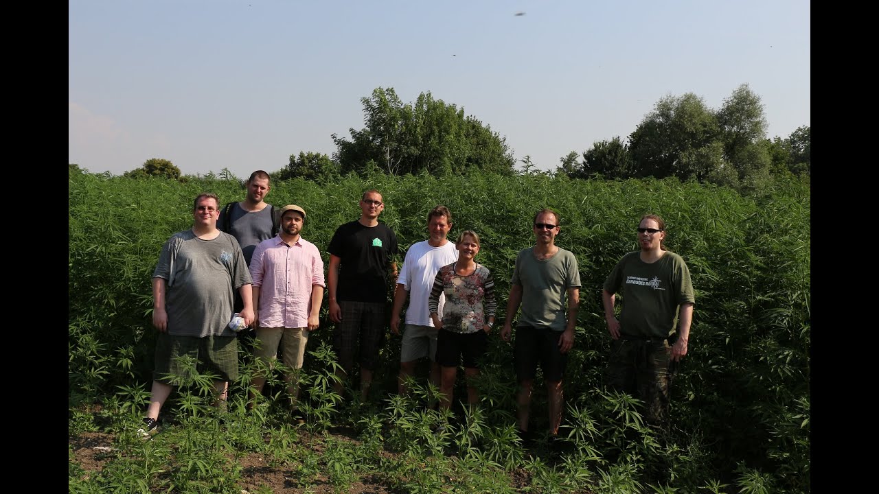 Münsterland Hanf - Luftaufnahme