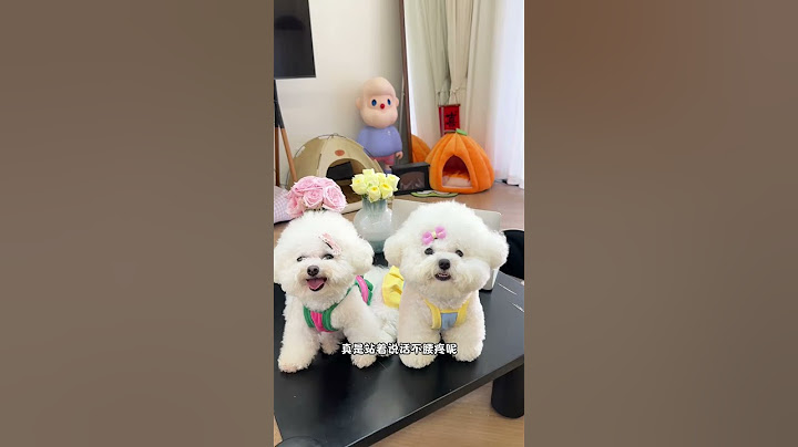 天塌了有点小胖啦#邪恶摇粒绒 #沉浸式吸狗 #小体比熊 #是宠物更是家人 #萌宠出道计划
