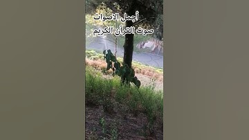 القارئ شريف مصطفى سورة طه 🌹🌺اللهم اجعل القرآن ربيع قلوبنا ونور صدورنا #اكسبلور#راحة_نفسية