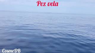 Pez vela Bahía Kino Sonora