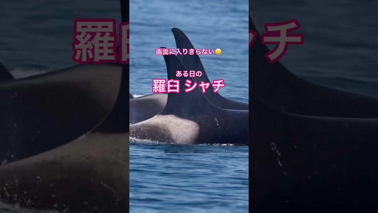 ある日の羅臼シャチ #シャチ #羅臼 - YouTube