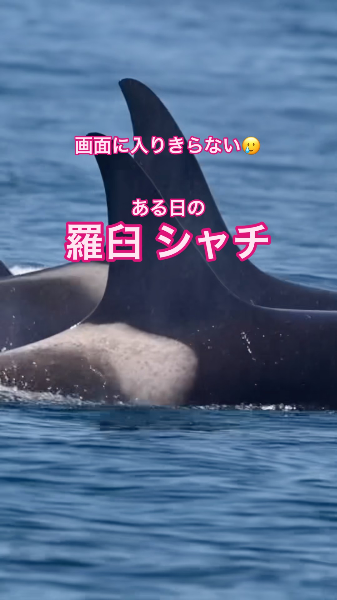 ある日の羅臼シャチ #シャチ #羅臼 - YouTube