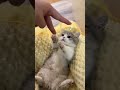 🐱 Kitten's Brain Melted! 2 Fingers = Impossible Choice? #CatsOfYouTube #PetHumor