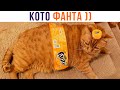 КОТО-ФАНТА))) (главное, чтоб крышечку не сорвало) Приколы с котами | Мемозг 927