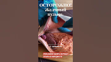 ЖЕЛЧНЫЙ ПУЗЫРЬ - ГЛАВНЫЙ ВРАГ ВКУСНОЙ РЫБКИ