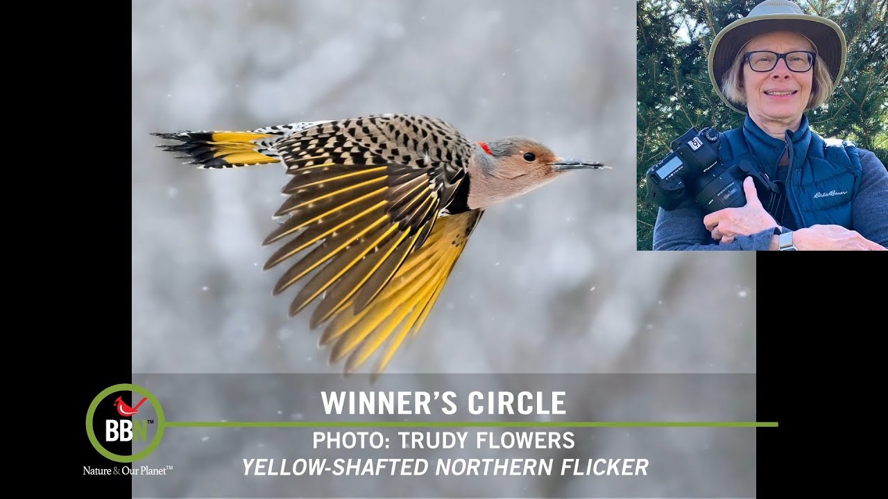 Brome Bird News S6E06 ReArrange Your Feeders, Corvid Cleaning