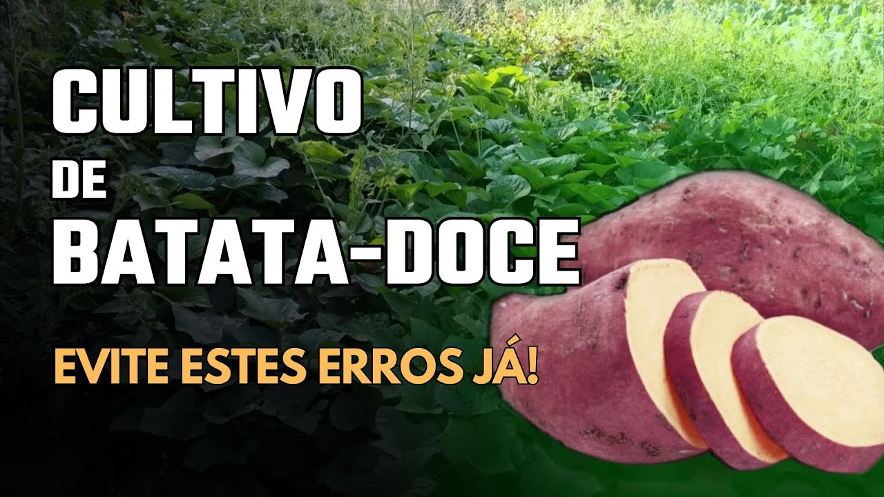 Посадка сладкого картофеля - Как избежать ошибок при выращивании сладкого картофеля.