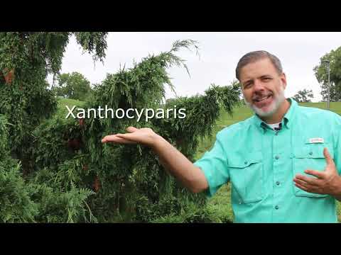 Video: Nutkan cypress: varieties, description, photo