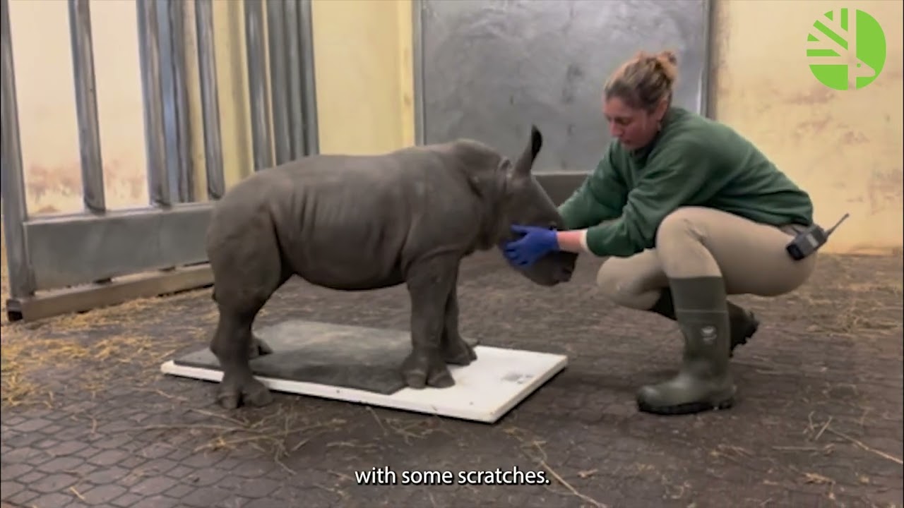 How Do You Weigh A Baby White Rhino?