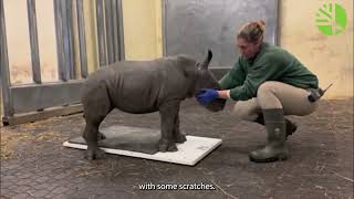 How Do You Weigh A Baby White Rhino?