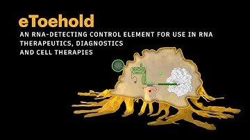 eToehold an RNA-detecting control element for use in RNA therapeutics diagnostics and cell therapies