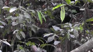 Bonobo gesture - Head shake (Example 1)
