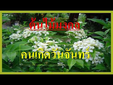 ต้นไม้มงคลประจำวันเกิด : คนเกิดวันจันทร์