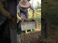 Satisfying Raw Honey Harvest 🍯 | Fresh Honeycomb Cutting from Hive #shorts