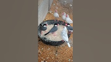 java# java birds# java breeding# java bird short video# trending# viral# YouTube short# Hyderabad