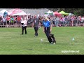 Qualification - Valentina Balli + Mind the dog Lycan  / Border Collie - Italy