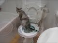 Litter Kwitter Cat / Kitten toilet training system amazing
